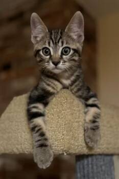Domestic Short Hair Cats Available for Adoption in Sacramento, California - NEPTUNA | PetCurious