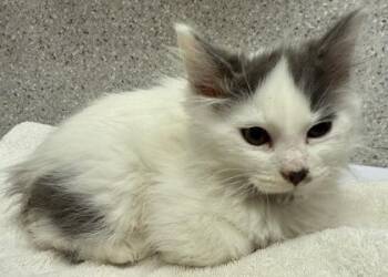 Trumpet -  Domestic Long Hair and Domestic Short Hair Cat for Adoption in Eugene, Oregon - Trumpet | PetCurious