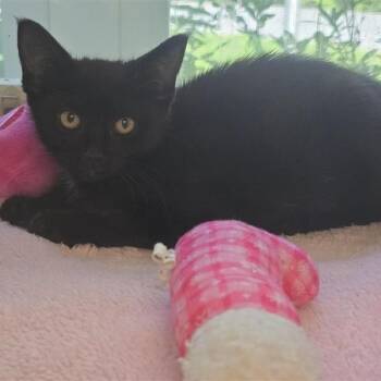 Ledo -  Domestic Short Hair Cat for Adoption in Prince Frederick, Maryland - Ledo | PetCurious