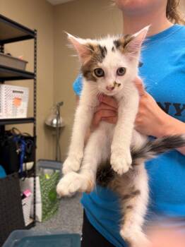 Kickflip -  Domestic Medium Hair Cat for Adoption in Liverpool, New York - Kickflip | PetCurious