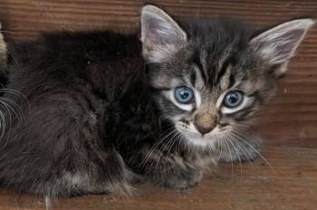Hugs -  Domestic Medium Hair and Tabby Cat for Adoption in Buford, Georgia - Hugs | PetCurious