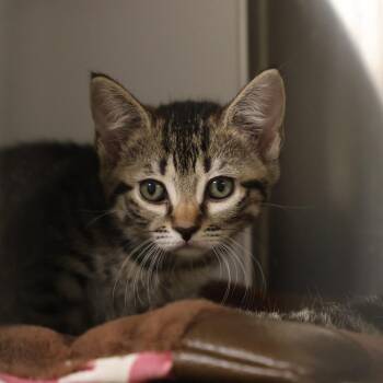 Melody -  Domestic Short Hair Cat for Adoption in Briarcliff Manor, New York - Melody | PetCurious