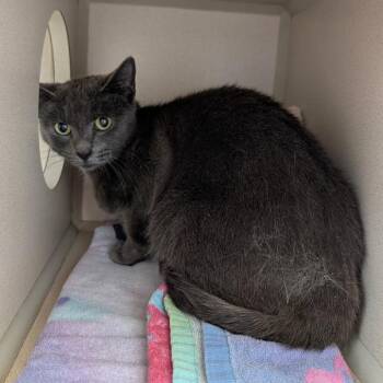 Filo -  Domestic Short Hair Cat for Adoption in Salt Lake City, Utah - Filo | PetCurious