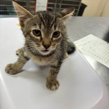 Kristen 29810 -  Domestic Short Hair Cat for Adoption in Middleburg, Florida - Kristen 29810 | PetCurious