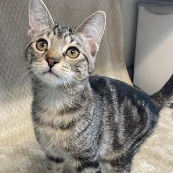 Domestic Short Hair Cats Available for Adoption - Finian | PetCurious