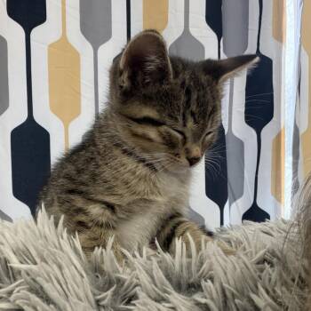 Domestic Short Hair Cats Available for Adoption - Peeta | PetCurious