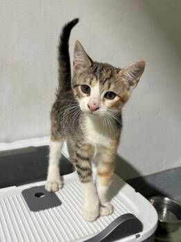 Left Eye -  Domestic Short Hair Cat for Adoption in New Orleans, Louisiana - Left Eye | PetCurious