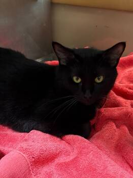 Rescue Domestic Short Hair Cats for Adoption in Little Rock, Arkansas - Lalia | PetCurious