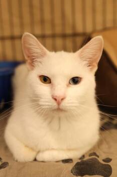 Domestic Short Hair Cats Available for Adoption - Selene  | PetCurious