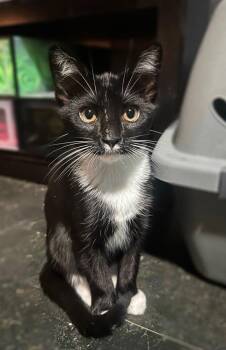 Domestic Short Hair Cats Available for Adoption in Dallas, Texas - Chewie | PetCurious