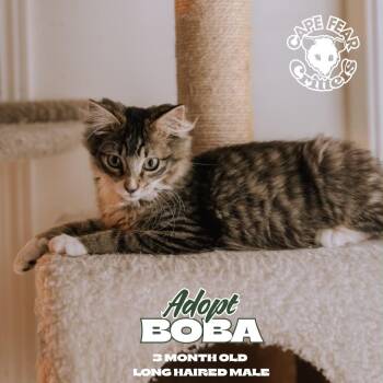 Boba -  Domestic Long Hair Cat for Adoption in Wilmington, North Carolina - Boba | PetCurious