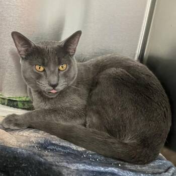 Domestic Short Hair Cats Available for Adoption - Curly Spider Plant | PetCurious