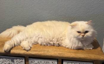 Bunny -  Persian Cat for Adoption in San Jacinto, California - Bunny | PetCurious