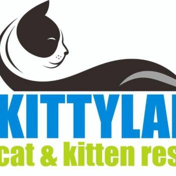 Millie -  Domestic Short Hair Cat for Adoption in Desert Hot Springs, California - Millie | PetCurious