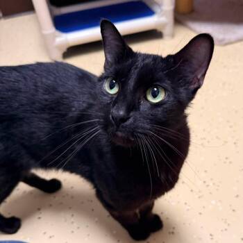 Pink Panther--In Foster -  Domestic Short Hair Cat for Adoption in Fargo, North Dakota - Pink Panther--In Foster | PetCurious