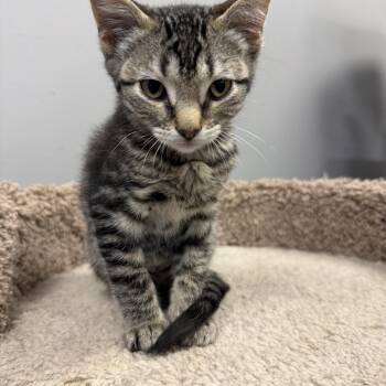 Jack -  Domestic Short Hair Cat for Adoption in Hamburg, New York - Jack | PetCurious