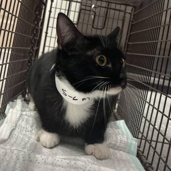 Domestic Short Hair Cats Available for Adoption - C6 | PetCurious