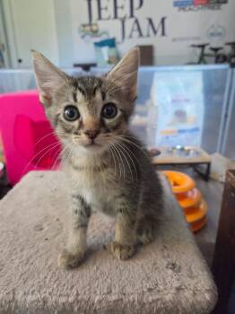 *Floki -  Domestic Short Hair Cat for Adoption in Newnan, Georgia - *Floki | PetCurious