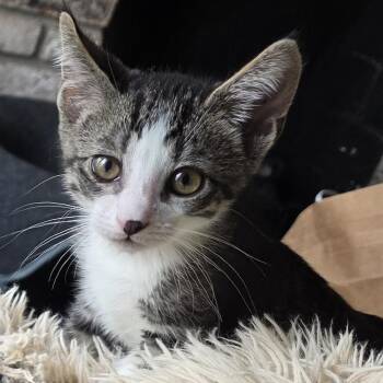 Domestic Short Hair Cats Available for Adoption in Richmond, California - JAZZ | PetCurious