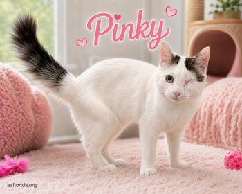 Pinky -  Domestic Short Hair and Tabby Cat for Adoption in Pensacola, Florida - Pinky | PetCurious