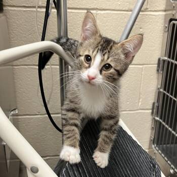 Tall -  Domestic Short Hair Cat for Adoption in York, Pennsylvania - Tall | PetCurious