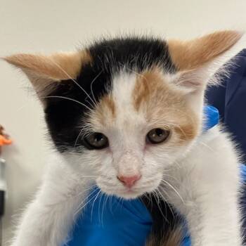 Rescue Domestic Short Hair Cats for Adoption in Las Cruces, New Mexico - Julianne | PetCurious