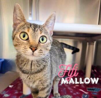 Fifi Mallow -  Domestic Short Hair Cat for Adoption in Nevada, Iowa - Fifi Mallow | PetCurious