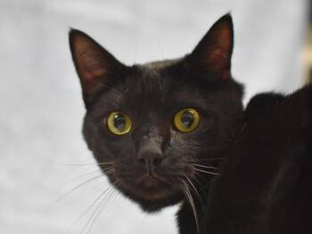 Butters -  Domestic Short Hair Cat for Adoption in Portland, Oregon - Butters | PetCurious
