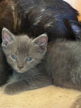 MIA -  Domestic Short Hair Cat for Adoption in Palmetto, Florida - MIA | PetCurious