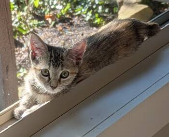 Carmella -  American Shorthair Cat for Adoption in Fort Payne, Alabama - Carmella | PetCurious