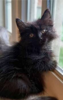 Rescue Domestic Medium Hair Cats for Adoption in Springfield, Oregon - Soba | PetCurious
