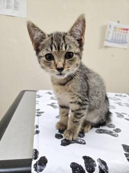 Mr. Worldwide -  Domestic Short Hair Cat for Adoption in Kennewick, Washington - Mr. Worldwide | PetCurious