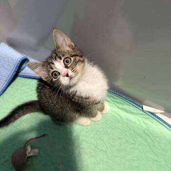 Derry -  Domestic Short Hair Cat for Adoption in Lyndhurst, Virginia - Derry | PetCurious