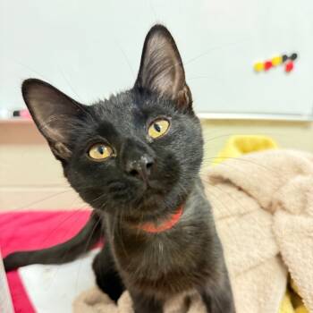 Rescue Domestic Short Hair Cats for Adoption in Chicago, Illinois - Buzz Aldrin | PetCurious