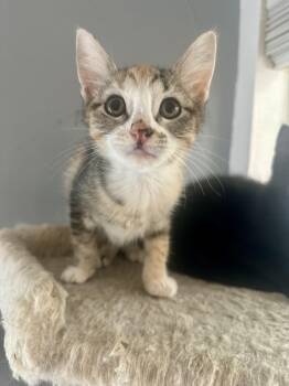 Pudding -  Domestic Short Hair Cat for Adoption in Oklahoma City, Oklahoma - Pudding | PetCurious