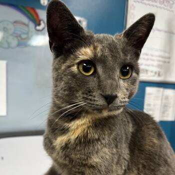 Domestic Short Hair Cats Available for Adoption - Marshmallow | PetCurious