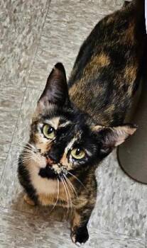 Blendy -  Calico Cat for Adoption in Tulsa, Oklahoma - Blendy | PetCurious