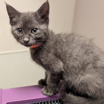 Lori -  Domestic Short Hair Cat for Adoption in Dublin, California - Lori | PetCurious