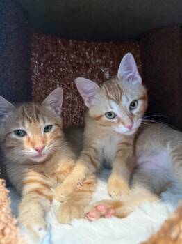 Mango -  Domestic Short Hair Cat for Adoption in Millcreek, Utah - Mango | PetCurious