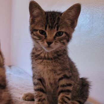 Ramona -  Domestic Short Hair Cat for Adoption in Edwardsville, Illinois - Ramona | PetCurious