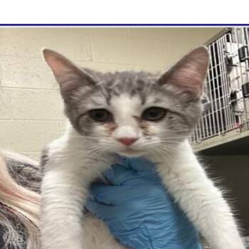 Clover -  Domestic Short Hair Cat for Adoption in Grantsville, Utah - Clover | PetCurious