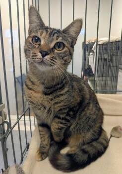 Fairlee -  Domestic Short Hair Cat for Adoption in Palm Harbor, Florida - Fairlee | PetCurious