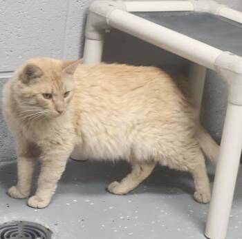 JACK -  Domestic Short Hair and Tabby Cat for Adoption in Lexington, Tennessee - JACK | PetCurious