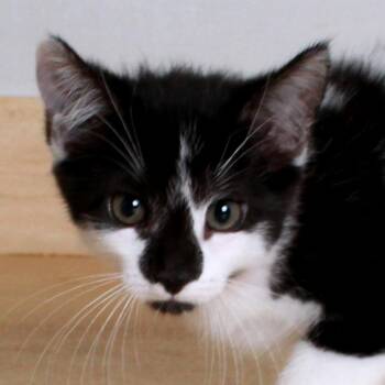 Domestic Short Hair Cats Available for Adoption in Minnetonka, Minnesota - Ginny C69586 | PetCurious