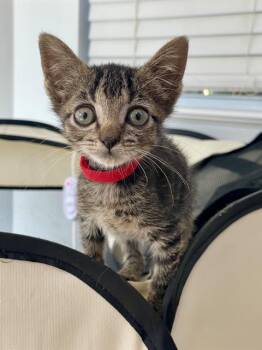 DEWEY -  Domestic Short Hair Cat for Adoption in Charlotte, North Carolina - DEWEY | PetCurious
