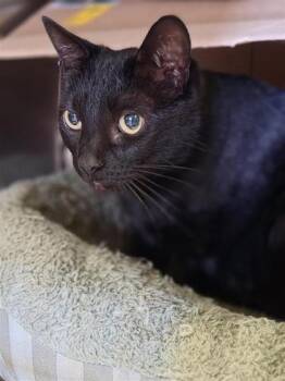 GiGi -  Domestic Short Hair Cat for Adoption in Largo, Florida - GiGi | PetCurious