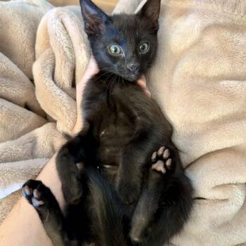 Creek -  Domestic Short Hair Cat for Adoption in Tampa, Florida - Creek | PetCurious
