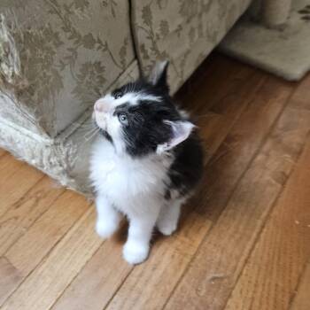 Cowboy -  Domestic Short Hair Cat for Adoption in Columbia, Missouri - Cowboy | PetCurious
