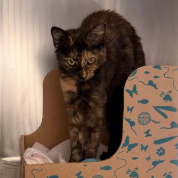 Princess Donut the Queen Anne Chonk -  Manx Cat for Adoption in Goleta, California - Princess Donut The Queen Anne Chonk | PetCurious