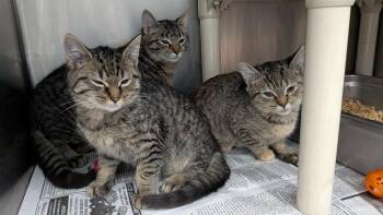 Spike -  Domestic Short Hair Cat for Adoption in Evansville, Indiana - Spike | PetCurious